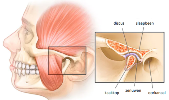 Kaakgewricht kinesitherapie